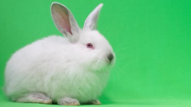 Young white fluffy rabbit sits on a bright green background and falls asleep. Video recording of a rabbit