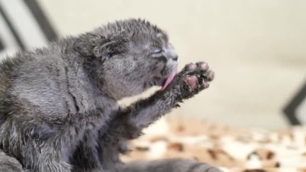 Close Wet Gray Cat Being Tongue Washed Cute Funny Domestic — Wideo stockowe