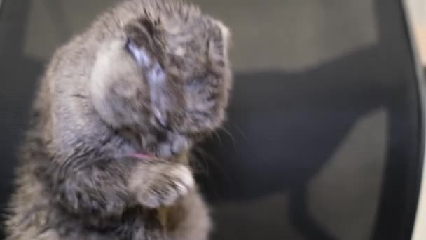 Domestic Gray Cat Washes Itself Its Tongue Funny Pets Purebred — Αρχείο Βίντεο