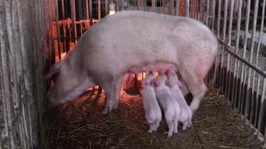 Swine farming - parent swine farm. Many young pigs eat pork breast milk.