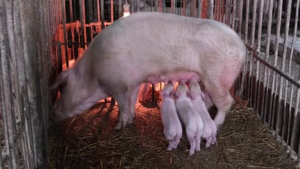 Swine Farming Parent Swine Farm Many Young Pigs Eat Pork — стоковое видео