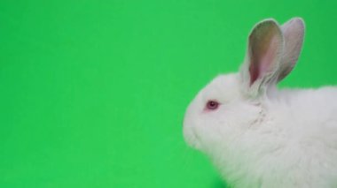 Shooting a rabbit in the studio on a green background. White rabbit head close up. Albino animals