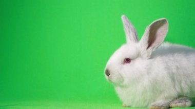 Cute little bunny posing for the camera in the studio on a green background. The rabbit is dozing. Advertising shooting of a rabbit