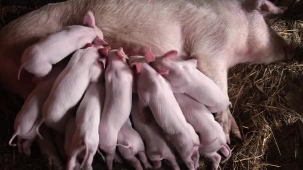 Newborn Piglets Suck Breasts His Mother Many Young Piglets Suck — стоковое видео