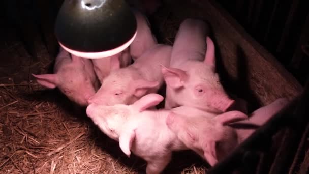 Large Group Small Pigs Waiting Food Newborn Pigs Stall Breeding — Stock video