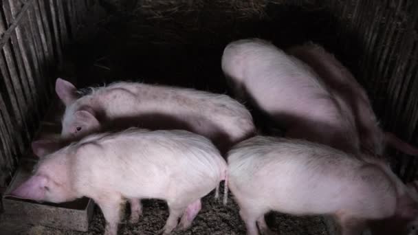 Five Hungry Little Piglets Eat Trough — Stock video