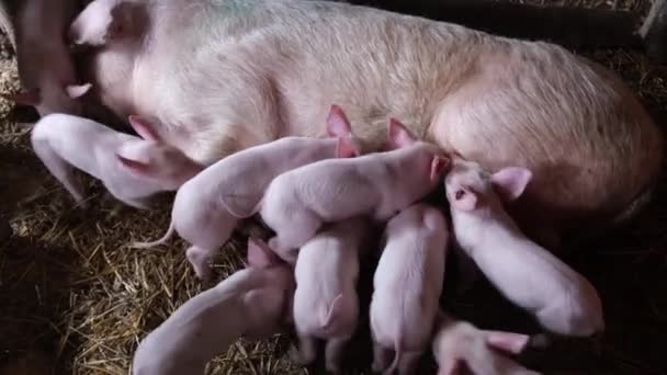 Mother Pig Feeding Piglet Little Piglets Farm Concept Happy Motherhood — стоковое видео