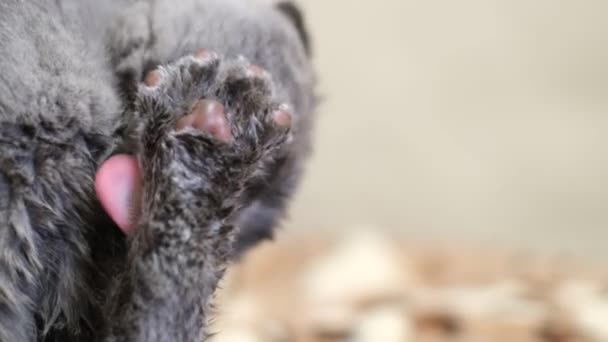 Domestic Gray Cat Washes Itself Its Tongue Funny Pets Purebred — Αρχείο Βίντεο