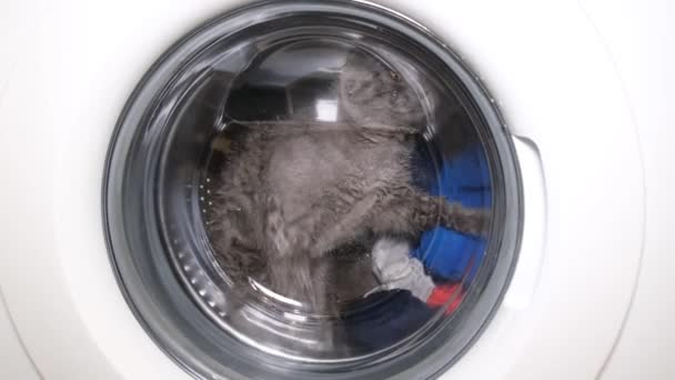 Domestic Cat Climbed Washing Machine Dirty Clothes Funny Fluffy Cat — Stockvideo