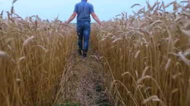 Buğday olgunlaşmış. Hasat zamanı. Mavi gömlekli genç bir tarım uzmanı buğday tarlasında yürüyor. Hasatın tadını çıkarıyorum.