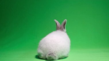 Tüylü tavşan yeşil arka planda stüdyoda sürünüyor. Tavşan arkada. Hayvanları vurmak. Tavşan yemek arıyor.