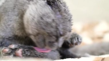 Close-up of a wet gray cat being tongue-washed. Cute funny domestic gray cat cleans fur with tongue. Purebred cat