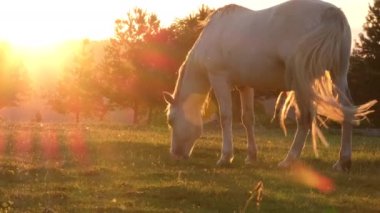 White mare grazes on a green lawn on a warm summer evening against the sunset. The beautiful animal has completely white hair and a gray mane.