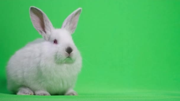 Królik Długimi Uszami Siedzi Zielonym Tle Profesjonalna Fotografia Zwierząt Domowych — Wideo stockowe