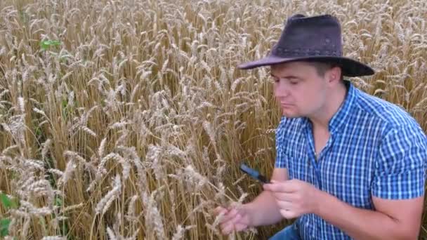 Konzentrierter Junger Agronom Mit Hut Untersucht Weizenähren Durch Eine Lupe — Stockvideo