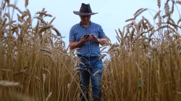 Young Agronomist Hat Walks Wheat Field Smartphone Wheat Ripe Harvest — Stockvideo