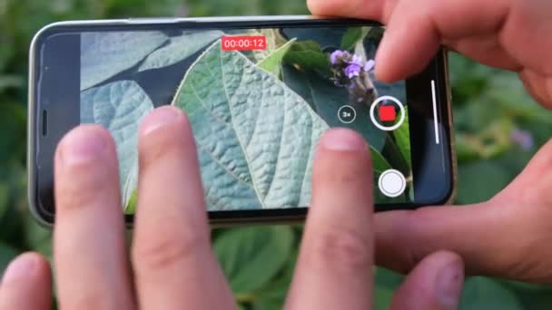 地上緑芽のスマートフォンのビデオ撮影のクローズアップ 男の手は若い植物を撮影 — ストック動画