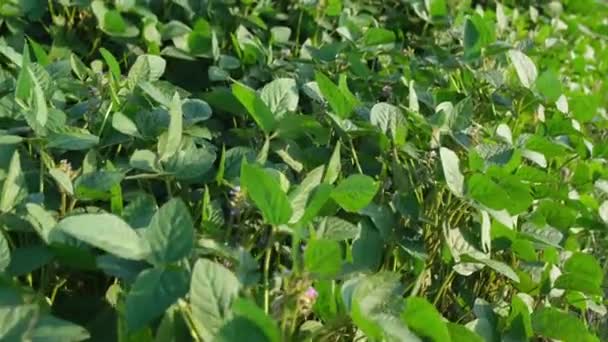 Close Plantation Young Soybean Plants Green Young Soybean Sprouts Cultivation — Stockvideo