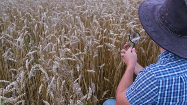 American Farmer Examines Ears Wheat Magnifying Glass Research Wheat Harvest — Video