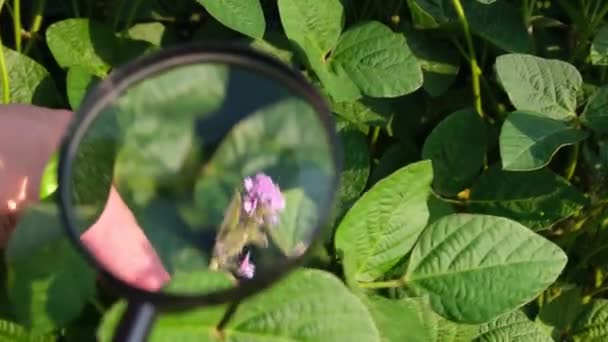Inspektion Jordbruksväxter Genom Ett Förstoringsglas Agronomisk Inspektion Närbild Soja — Stockvideo