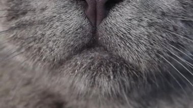 Super slow motion close-up of a cats tongue. Macro video of a cat. Advertisement of cat food