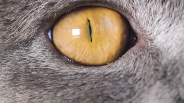 Super Powolny Żółty Kot Oko Blisko Makrofilmik Kotem Oczy Drapieżnika — Wideo stockowe