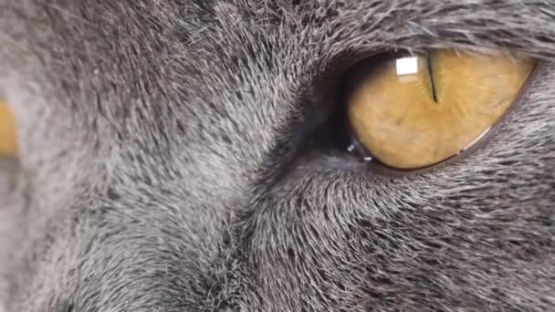 Μεγάλα Μάτια Γάτας Κοντά Μακροεντολή Πρόσωπο Γάτας Κίτρινος Μαθητής Μάτια — Αρχείο Βίντεο