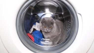 Fluffy purebred gray cat in the washing machine. Funny pets.