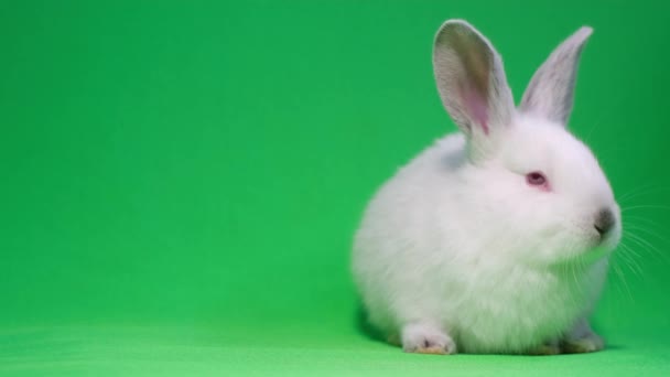 Shooting Easter Bunny Studio White Background Rabbit Walks Studio Rabbit — Vídeo de stock