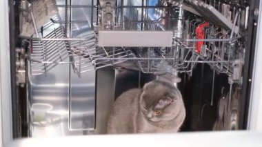 A beautiful gray cat sits in the dishwasher. Life of pets in the house. The cat is looking for a cozy place to rest.