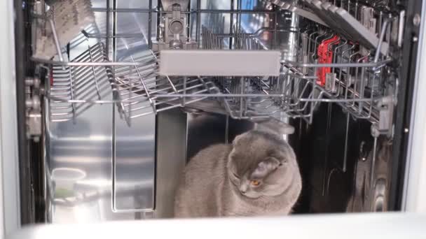 Güzel Gri Bir Kedi Bulaşık Makinesinde Oturur Evcil Hayvan Hayatı — Stok video