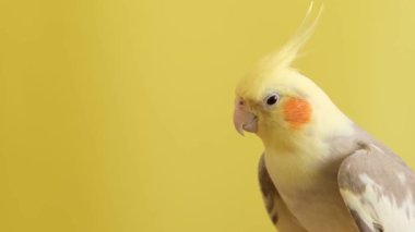 Close up of Viesh face of Cockatiels on yellow background. Yellow cockatiel parrot on a yellow background.