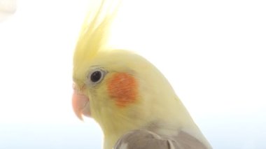 Close-up of a cockatiel parrot sitting on a branch of flowers. The bird looks directly into the camera, with bright orange and yellow feathers