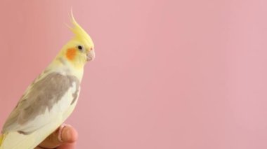 Australian Corella parrot sitting on an isolated pink background. A tropical bird as a pet. Beautiful yellow parrot