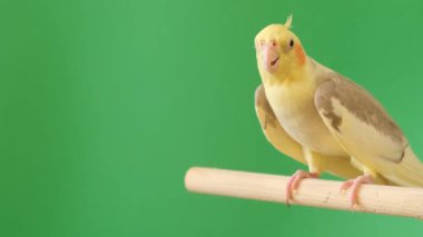 Corella izole bir krom arka planda oturuyor. Evcil bir kuş olarak tropikal bir kuş. Güzel bir Avustralyalı papağan