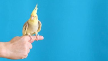 A beautiful cockatiel parrot sits on the finger of a mans hand on a blue background. Advertisement for food for parrots