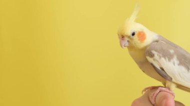Brazilian Corella parrot sitting on an isolated yellow background. Tropical bird pet. Beautiful yellow parrot