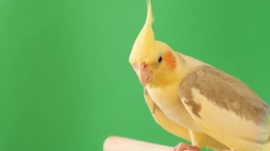 Australian Corella sitting on an isolated chromakey background. A tropical bird as a pet. Beautiful yellow parrot