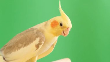 A yellow cockatiel parrot sitting on a branch on a green background. The bird has a pleasant appearance and comforts with its harmony.