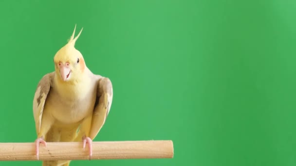 Beautiful Yellow Cockatiel Parrot Sitting Branch Green Background Bird Has — Vídeo de stock