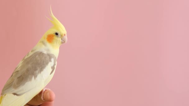Австралийский Попугай Корелла Сидит Изолированном Розовом Фоне Тропическая Птица Качестве — стоковое видео