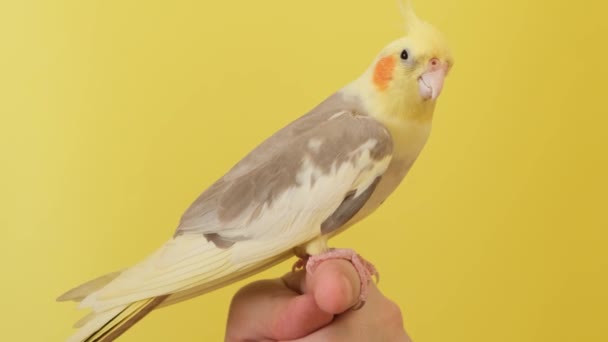 Brasiliansk Papegoja Sitter Mans Finger Isolerad Gul Bakgrund Vacker Gul — Stockvideo