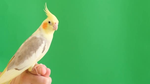 Close Cockatiel Parrot Sitting Finger Green Background Tropical Bird Looks — Stock Video