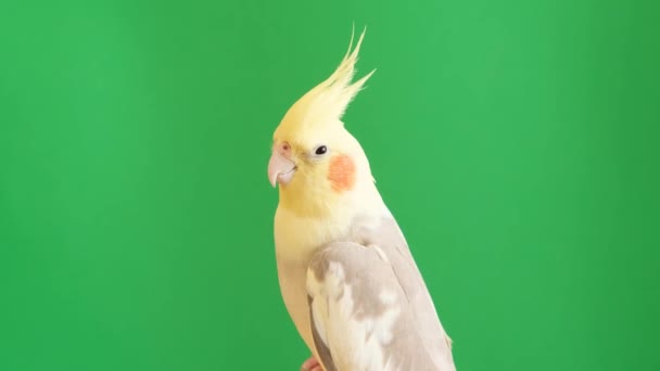 Cockatiel Papuga Siedzi Odizolowanym Zielonym Tle Chromakey Ptak Tropikalny Jest — Wideo stockowe