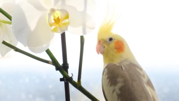 Close Cockatiel Parrot Sitting Branch Flowers Bird Looks Directly Camera — Vídeo de stock