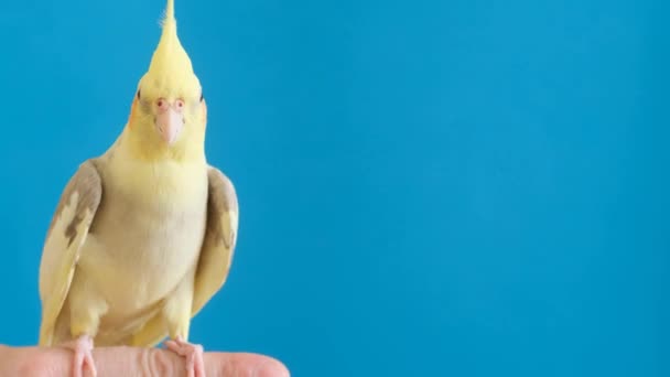 Burung Beo Cockatiel Duduk Atas Latar Belakang Terisolasi Yang Digunakan — Stok Video