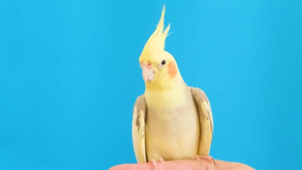 Close Beautiful Cockatiel Sitting Finger Blue Background Bird Looks Directly — Stockvideo