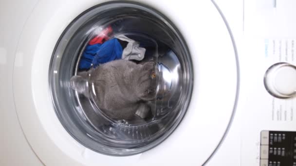 Funny Gray Cat Climbed Washing Machine Cat Machine Drum — Stockvideo