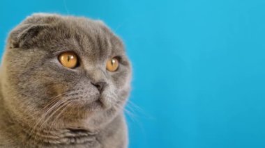 Portrait of a beautiful Scottish tabby cat on a blue background in the studio. The pet is a gray cat