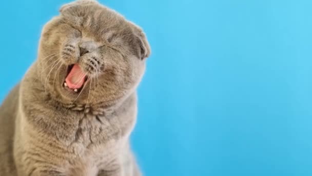 Retrato Belo Gato Escocês Tabby Fundo Azul Estúdio Animal Estimação — Vídeo de Stock